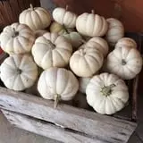 Hoefling's Pumpkin Patch & Corn Maze photo