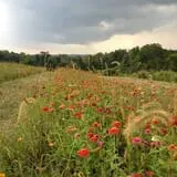 Hilltop Hanover Farm photo