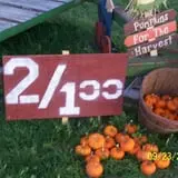 Hilly Lane Pumpkins photo
