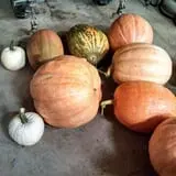 Hilly Lane Pumpkins photo