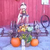 Hilly Lane Pumpkins photo