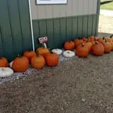 Hilly Lane Pumpkins photo