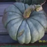 Hilly Lane Pumpkins photo