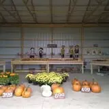 Hilly Lane Pumpkins photo