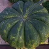 Hilly Lane Pumpkins photo