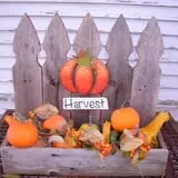 Hilly Lane Pumpkins photo