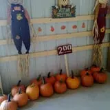 Hilly Lane Pumpkins photo