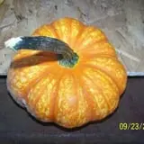 Hilly Lane Pumpkins photo
