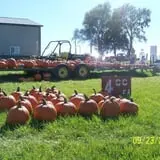 Hilly Lane Pumpkins photo
