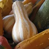 Hilly Lane Pumpkins photo