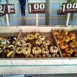 Hilly Lane Pumpkins photo