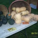 Hilly Lane Pumpkins photo
