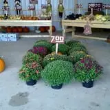 Hilly Lane Pumpkins photo