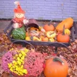 Hilly Lane Pumpkins photo