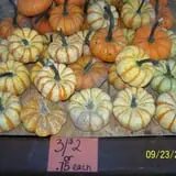 Hilly Lane Pumpkins photo