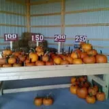 Hilly Lane Pumpkins photo