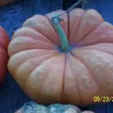 Hilly Lane Pumpkins photo