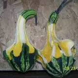 Hilly Lane Pumpkins photo