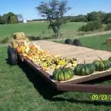 Hilly Lane Pumpkins photo