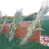 Hilly Lane Pumpkins photo