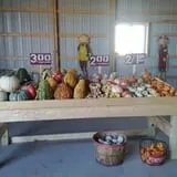 Hilly Lane Pumpkins photo
