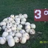 Hilly Lane Pumpkins photo