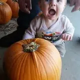 Hilly Lane Pumpkins photo