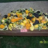 Hilly Lane Pumpkins photo