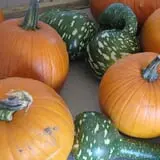 Hilly Lane Pumpkins photo