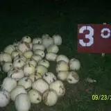 Hilly Lane Pumpkins photo