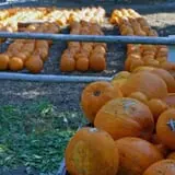 Honey Pot Hill Orchard photo