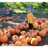 Honey Pot Hill Orchard photo