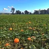 The Patch @ Whalen Oaks Farm photo