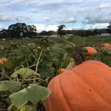 The Patch @ Whalen Oaks Farm photo