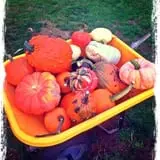 The Patch @ Whalen Oaks Farm photo