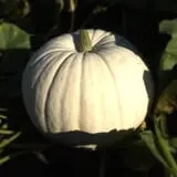 The Patch @ Whalen Oaks Farm photo