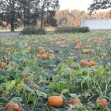 The Patch @ Whalen Oaks Farm photo