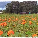 The Patch @ Whalen Oaks Farm photo