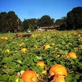 The Patch @ Whalen Oaks Farm photo