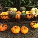The Patch @ Whalen Oaks Farm photo