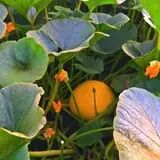 The Patch @ Whalen Oaks Farm photo