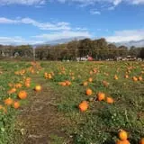 The Patch @ Whalen Oaks Farm photo
