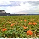 The Patch @ Whalen Oaks Farm photo