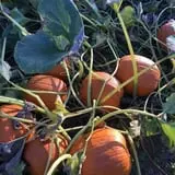 The Patch @ Whalen Oaks Farm photo