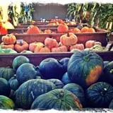 The Patch @ Whalen Oaks Farm photo