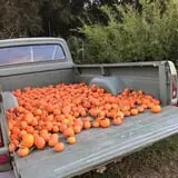 Magnolia Wilds Pumpkin Patch & Fall Fun photo