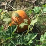 Magnolia Wilds Pumpkin Patch & Fall Fun photo