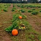 Magnolia Wilds Pumpkin Patch & Fall Fun photo