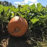 Magnolia Wilds Pumpkin Patch & Fall Fun photo