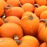 Magnolia Wilds Pumpkin Patch & Fall Fun photo